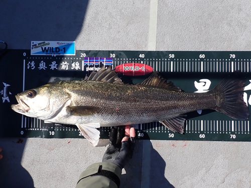 東京湾（アクアライン〜富津）