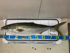 ブリの釣果
