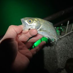 セイゴ（マルスズキ）