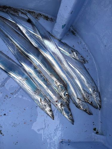 タチウオの釣果