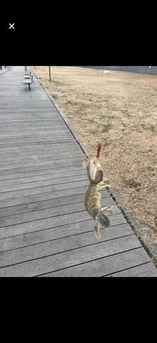 シャコエビの釣果
