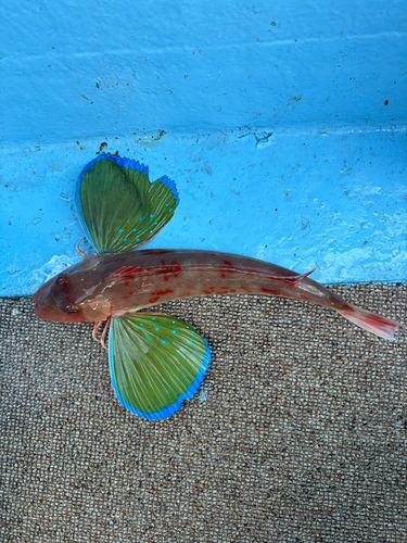 ホウボウの釣果