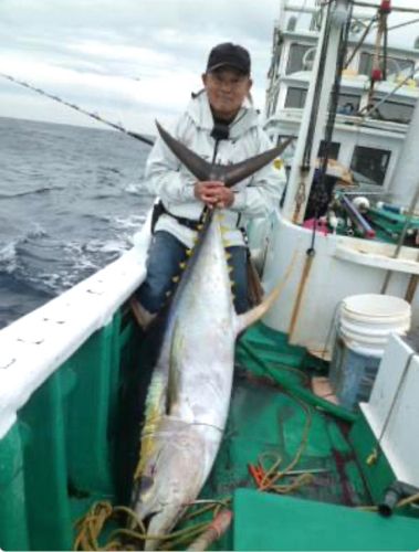 キハダマグロの釣果