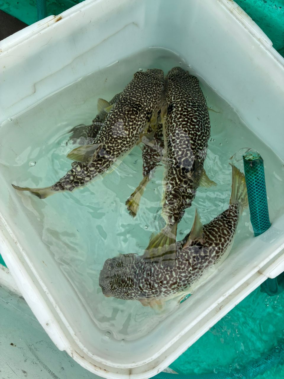 ショウサイフグ