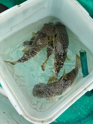 ショウサイフグの釣果