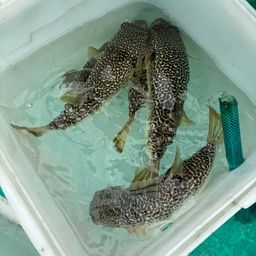 ショウサイフグ