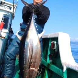 ビンチョウマグロ