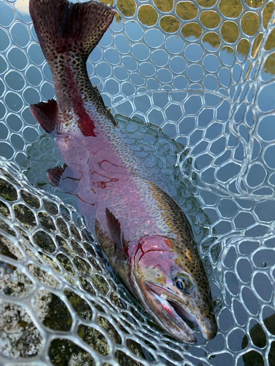 AbuGarcia トラウトフィールド TFS-532Lの最安値・インプレ・釣果