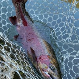 レインボートラウト