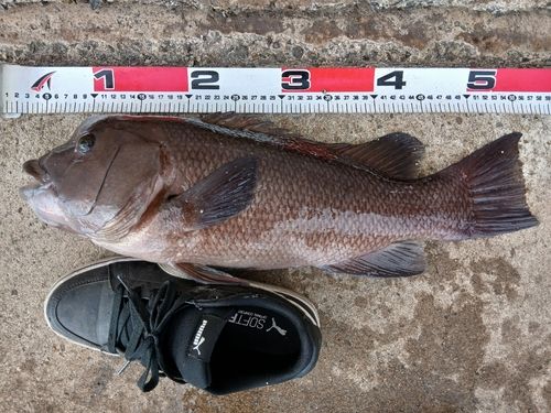 ショウサイフグの釣果
