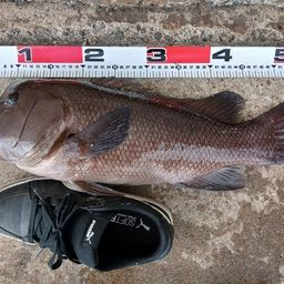 ショウサイフグ