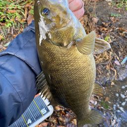 スモールマウスバス