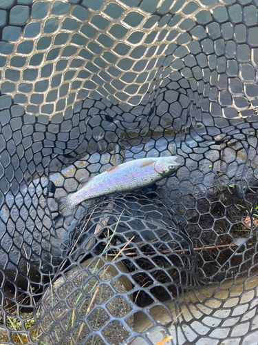 ニジマスの釣果