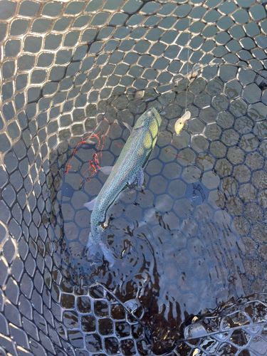 ニジマスの釣果