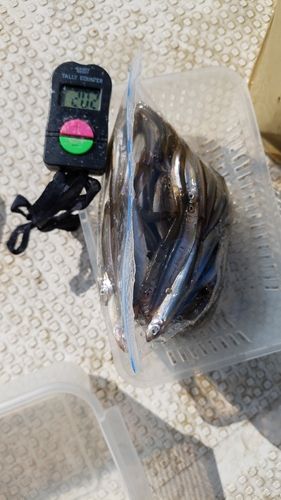 ワカサギの釣果