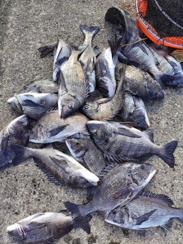 チヌの釣果