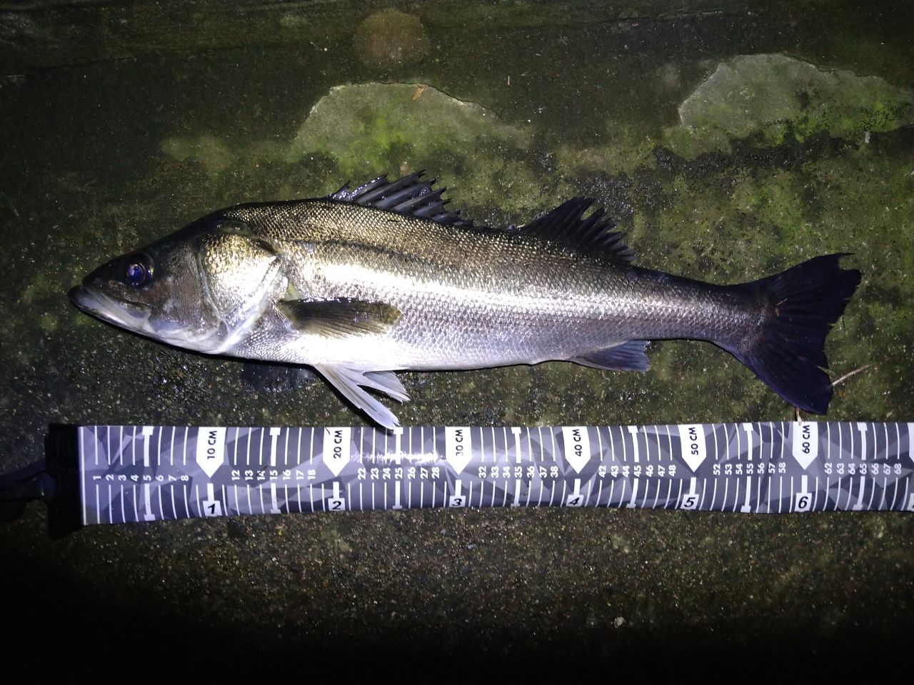 SHIMANO 18ディアルーナ S86MLの最安値・インプレ・釣果 | 本音の