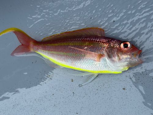 イトヨリダイの釣果