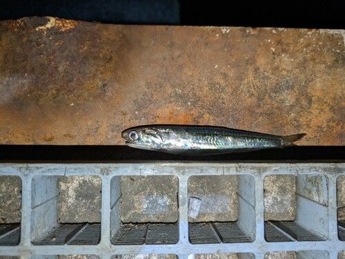 ウルメイワシの釣果