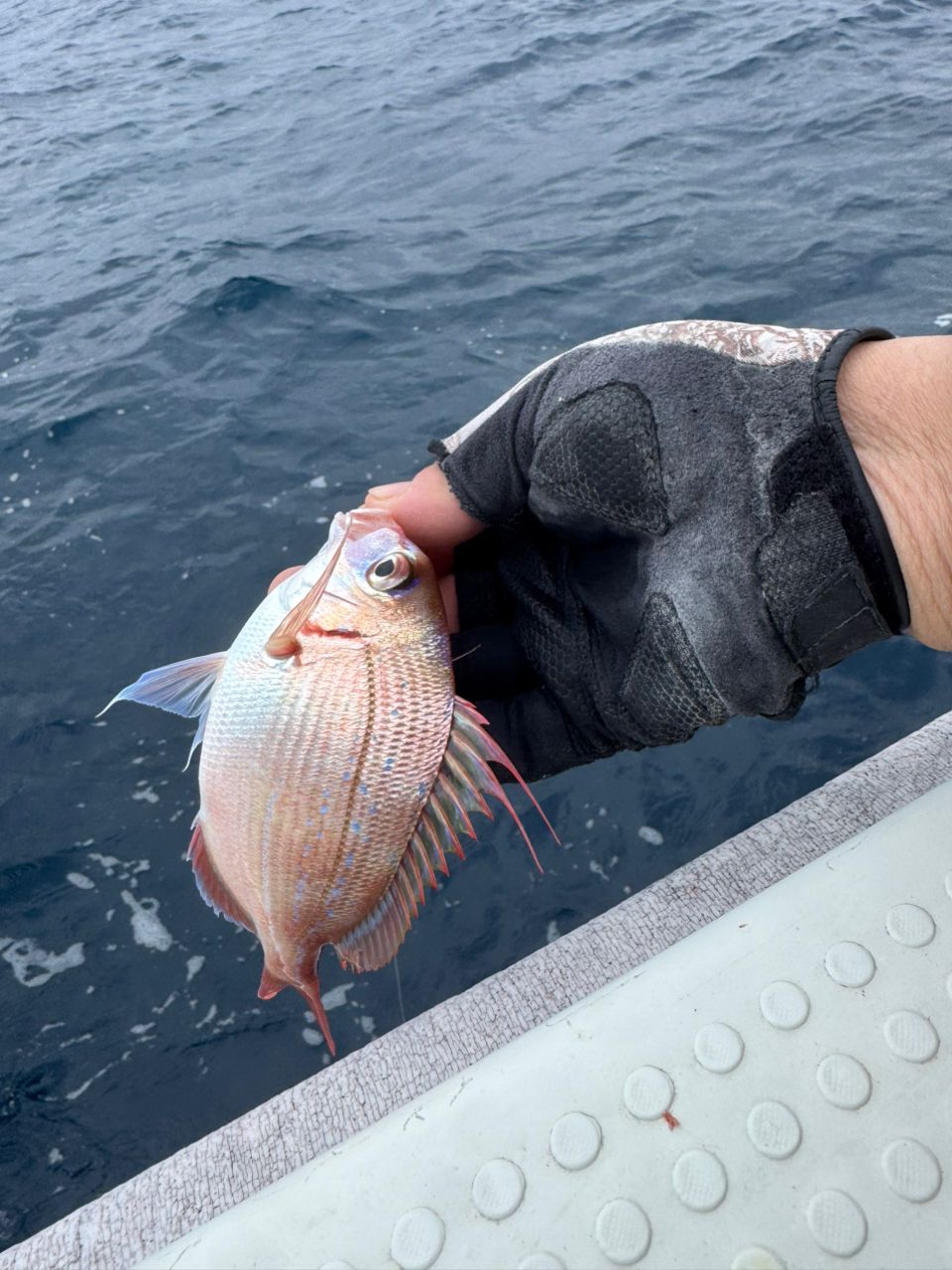 E-OSさんの釣果 1枚目の画像