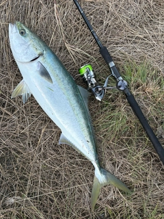 ハマチの釣果