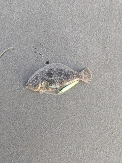 ソゲの釣果