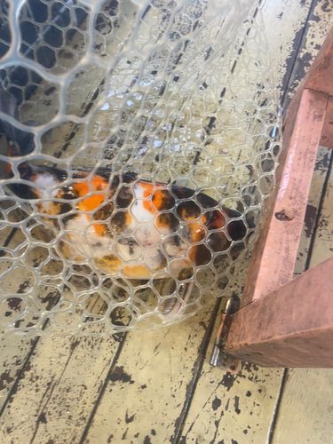 ドイツゴイの釣果