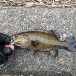 スモールマウスバス