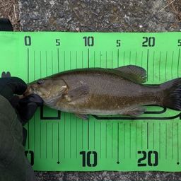 スモールマウスバス