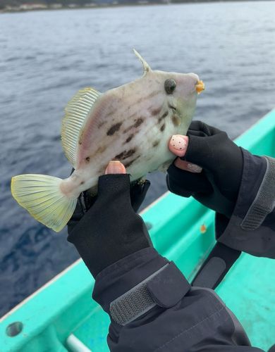 カワハギの釣果