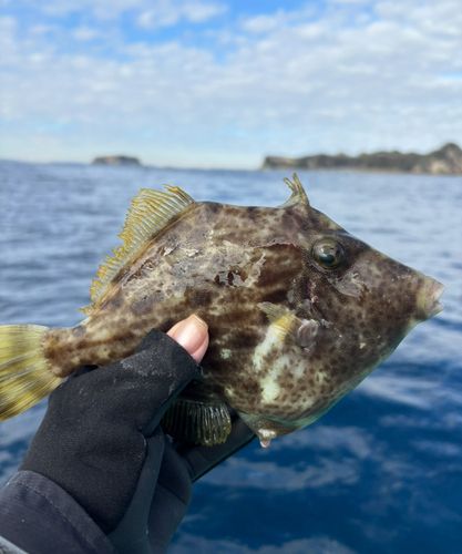 カワハギの釣果