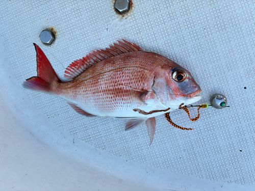 マダイの釣果