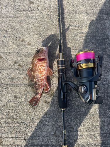 アラカブの釣果