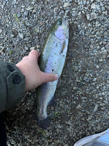 ニジマスの釣果
