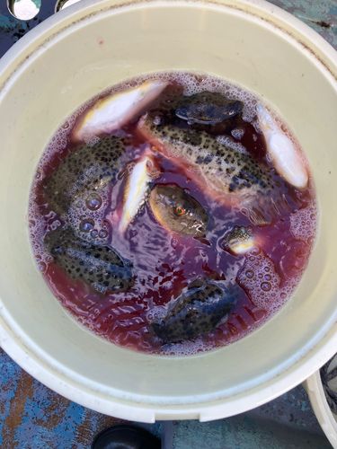 ヒガンフグの釣果