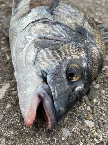 チヌの釣果