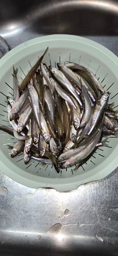 ワカサギの釣果