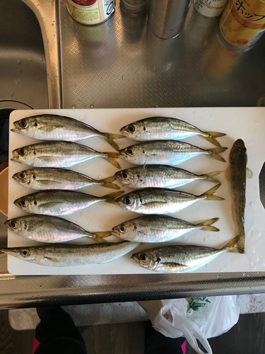 アジの釣果