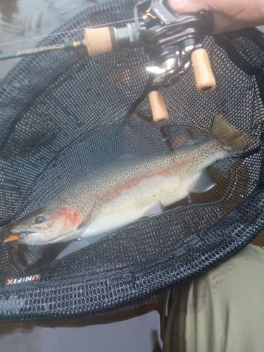 ニジマスの釣果