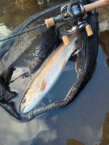 ニジマスの釣果