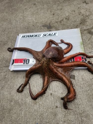 本牧海づり施設