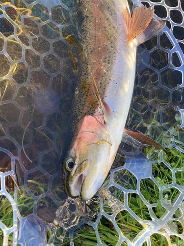 ニジマスの釣果