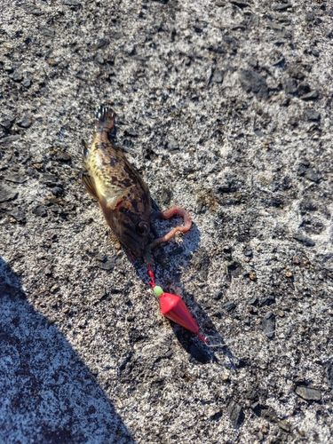 クロソイの釣果