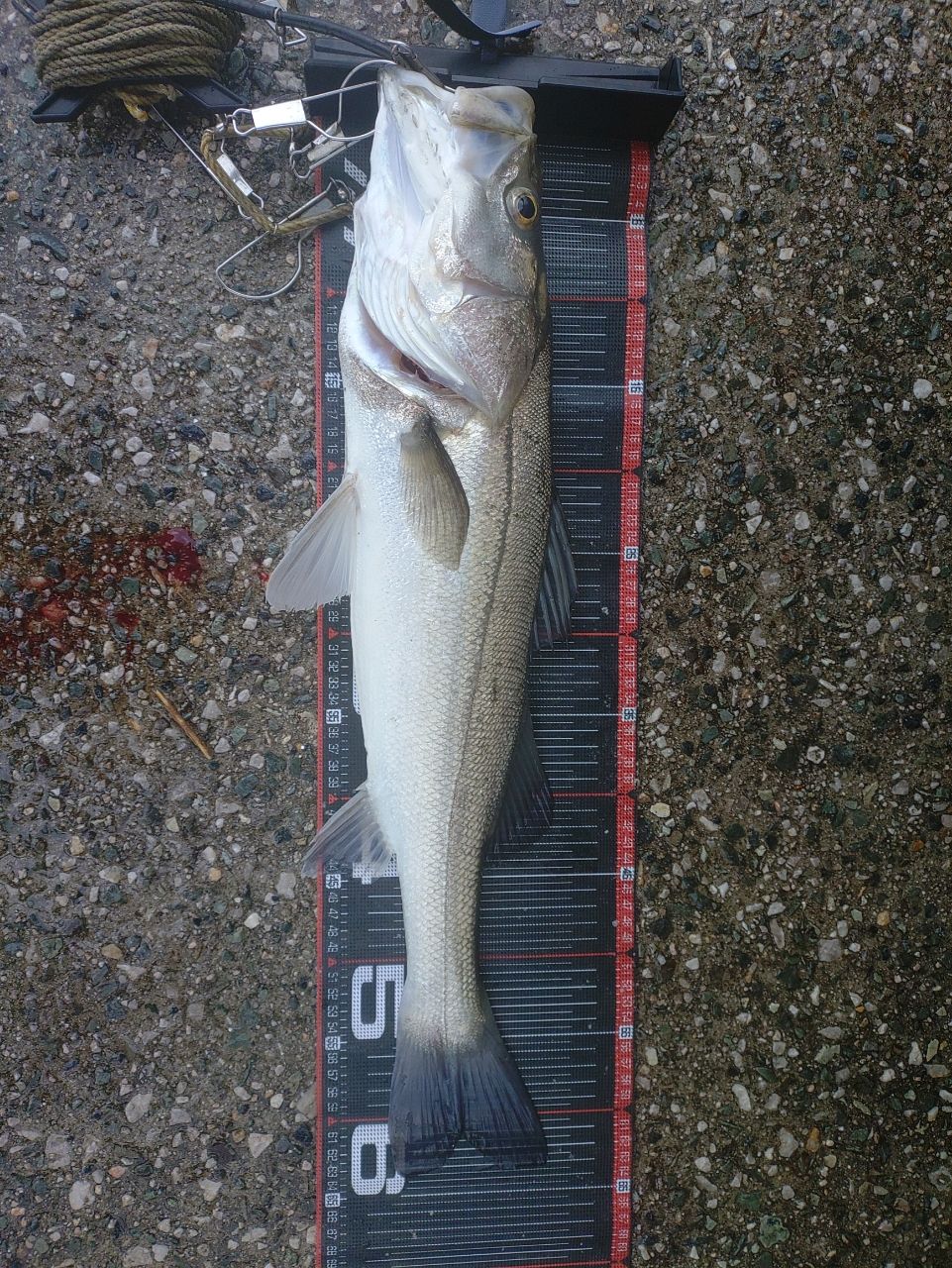 DAIWA 19エメラルダス X 86MHの最安値・インプレ・釣果 | 本音の口コミ