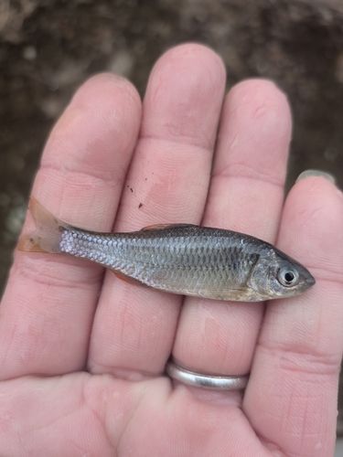 ヤリタナゴの釣果