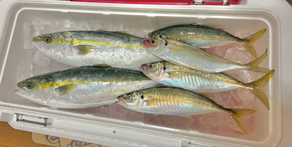 あつさんさんの釣果 1枚目の画像