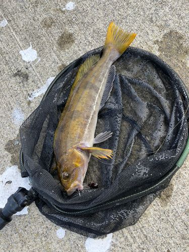 アイナメの釣果