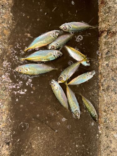 アジの釣果