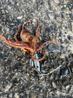 タコの釣果