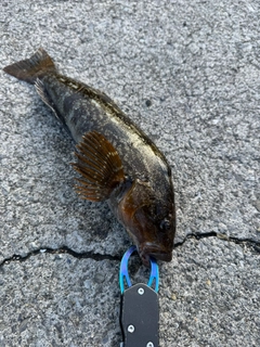 アイナメの釣果